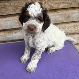 Reign - Blue roan and tan male Cockapoo puppy in Connersville, Indiana from MoonShine Babies
