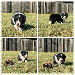 Girl 2 - Border Collie puppy from Kensington Border Collies