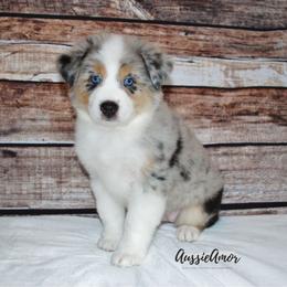 Miniature Australian Shepherd Puppies from Aussie Amor