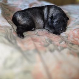 Truffle - Gray silver and black female Keeshond puppy in Logan, Ohio from Hocking Hills Keeshonds