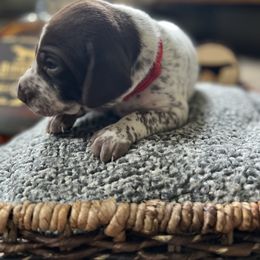 German Shorthaired Pointer Puppies from Bequest German Shorthaired Pointers