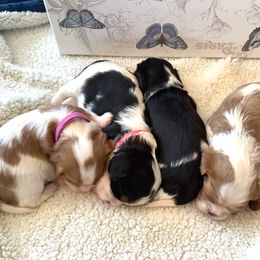 Cavalier King Charles Spaniel Puppies from Windgate Cavaliers