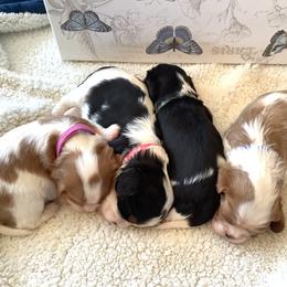 Cavalier King Charles Spaniel Puppies from Windgate Cavaliers