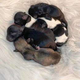 Havanese Puppies from Havanese Braggers