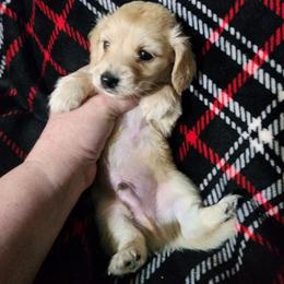Forest - Red male Dachshund puppy in Adolphus, Kentucky from Walker's Dachshunds