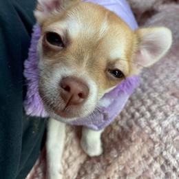 Chihuahua and Yorkshire Terrier All Grown Up from CoolMissLLC