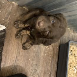 German Shorthaired Pointer and Labradoodle Puppies from Shining D Ranch
