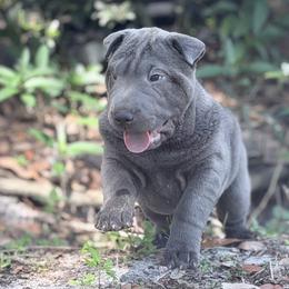 Witt - Blue male Chinese Shar-Pei puppy in Lehigh Acres, Florida from Florida Wrinkles
