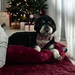 Jolene - Goldendoodle