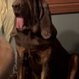 Hilly Fay - Bloodhound