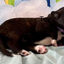 Girl 5 - Silken Windhound puppy in Punta Gorda, Florida from Sunkissed Silken Windhounds
