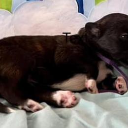 Girl 5 - Silken Windhound puppy in Punta Gorda, Florida from Sunkissed Silken Windhounds