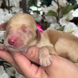 Pearls - Apricot female Goldendoodle puppy in Yuciapa, California from AlltheDoodlez_