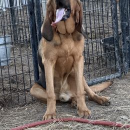 Rocky - Black and tan Bloodhound puppy in Inman, Nebraska from Sandhill Hounds of Nebraska