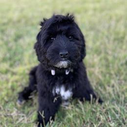 Charli - Australian Labradoodle