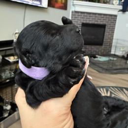 Girl 2 - Black female Poodle puppy in Lees Summit, Missouri from Divine K9s LLC