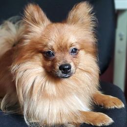 Foofoo - Pomeranian