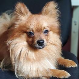 Foofoo - Pomeranian