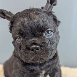 Girl 2 - Black female French Bulldog puppy in Rochester, New York from Upstate Champion Kennels