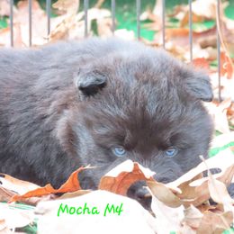 Mocha Male 4 - Black male Siberian Husky puppy in Hiawassee, Georgia from Chastains Huskies