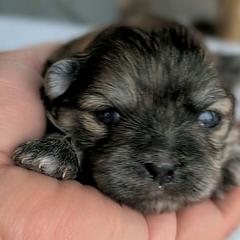 Sophie's girl - Brindle female Shorkie puppy in Idaho from Little Rascal Ranch