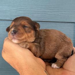 Carmelo - Sable female Yorkipoo puppy in Fortuna, California from Dalton Poodles and Doodles