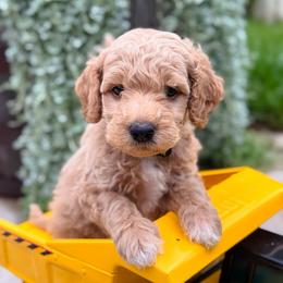 Blue Ribbon - Apricot male Goldendoodle puppy in Wharton, Texas from Little Fur Friends