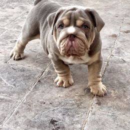 Blockhead - Fallow male Bulldog puppy in Las Vegas, Nevada from Let it Ride Bulldogs