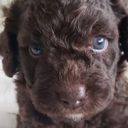 Brisa - Spanish Water Dog puppy from The Woolly Dog Ranch