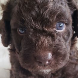 Brisa - Spanish Water Dog puppy from The Woolly Dog Ranch