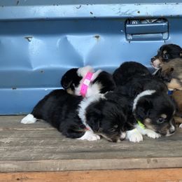 Pembroke Welsh Corgi Puppies from 3B Corgis