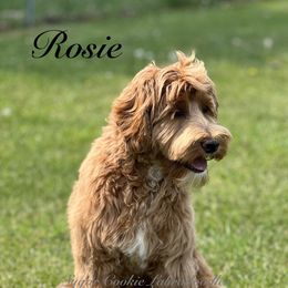 Rosie - Australian Labradoodle