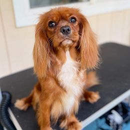 Meli - Cavalier King Charles Spaniel