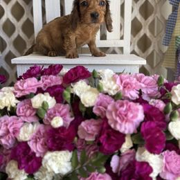 Red sable - Red male Dachshund puppy in Wills Point, Texas from East Mini Dachshunds Texas