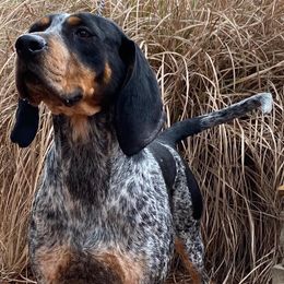 Bluetick Coonhounds from Broadway Oak Kennels
