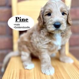Pine - Apricot male Goldendoodle puppy in Jackson, Mississippi from T.M. Poodles & Doodles