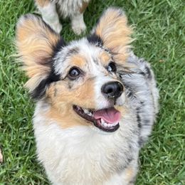 Kyro - American Corgi
