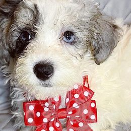 Holly - Bernedoodle puppy in Houston, Texas from Jomelkin Furry Pals