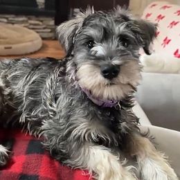 Hazel - Black and silver female Miniature Schnauzer puppy in Akeley, Minnesota from Great Northern Schnauzers