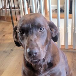 Jancy - Labrador Retriever