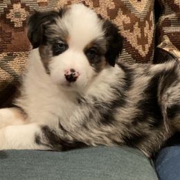 Australian Shepherds and Miniature American Shepherds from Tanya Strickland