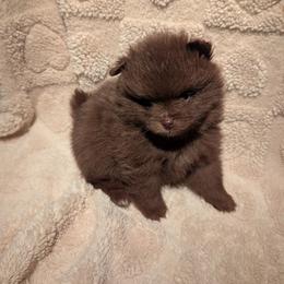 Brownie - Chocolate male Pomeranian puppy in Syracuse, New York from Precious Fancy Feet Pomeranians