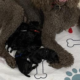 Purple - Black female Poodle puppy in Hamilton Square, New Jersey from Sweet Standards