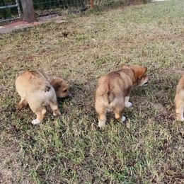 Pembroke Welsh Corgi Puppies from CircleKbar Corgis