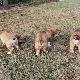 Pembroke Welsh Corgi Puppies from CircleKbar Corgis