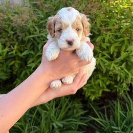 Clover - Parti female Goldendoodle puppy in Lindon, Utah from Ruby’s Minidoodles LLC