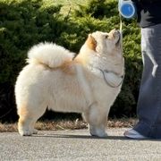 Lucy - Chow Chow