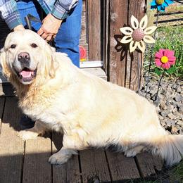 Chloe - Golden Retriever