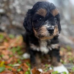 Rosie Cotton - Brown white and tan female Cockapoo puppy in Tallahassee, Florida from Panhandle Pups