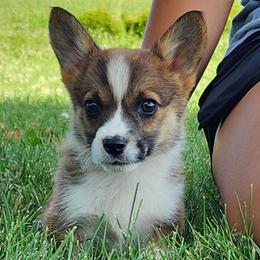 Fern - Sable female Pembroke Welsh Corgi puppy in Sidney, Ohio from Cozy Corgi Ranch